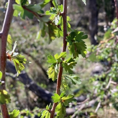 Crataegus monogyna (Hawthorn) at Mount Majura - 25 Sep 2023 by waltraud