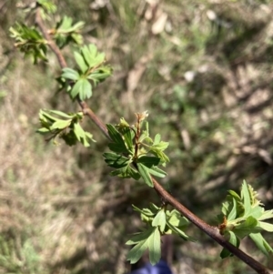 Crataegus monogyna at Watson, ACT - 25 Sep 2023