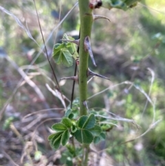 Rosa rubiginosa (Sweet Briar, Eglantine) at Mount Majura - 25 Sep 2023 by waltraud