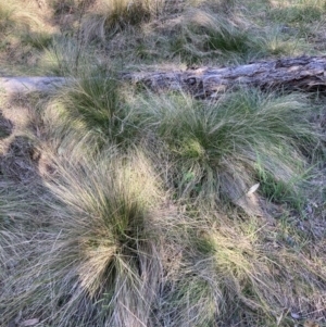 Nassella trichotoma (Serrated Tussock) at Majura, ACT by waltraud