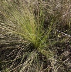 Nassella trichotoma (Serrated Tussock) at Mount Majura - 25 Sep 2023 by waltraud