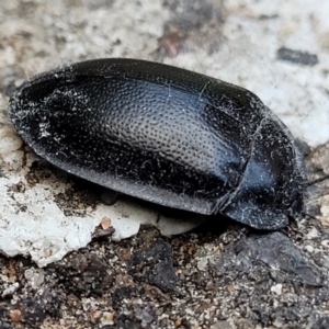 Pterohelaeus striatopunctatus at Lyneham, ACT - 26 Sep 2023