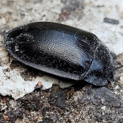 Pterohelaeus striatopunctatus (Darkling beetle) at Sullivans Creek, Lyneham South - 25 Sep 2023 by trevorpreston