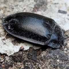 Pterohelaeus striatopunctatus (Darkling beetle) at Lyneham, ACT - 25 Sep 2023 by trevorpreston