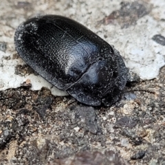 Pterohelaeus striatopunctatus at Lyneham, ACT - 26 Sep 2023