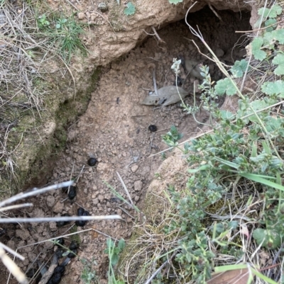 Oryctolagus cuniculus (European Rabbit) at Mount Majura - 25 Sep 2023 by waltraud