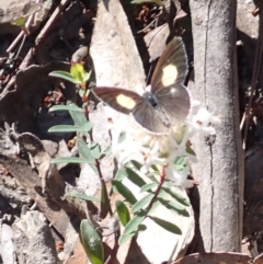 Candalides xanthospilos (Yellow-spotted Blue) at Woodlands, NSW - 25 Sep 2023 by plants