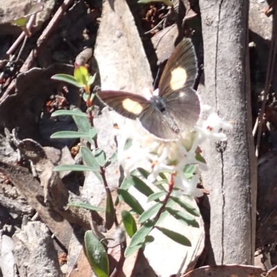 Candalides xanthospilos (Yellow-spotted Blue) at Wingecarribee Local Government Area - 25 Sep 2023 by plants