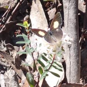 Candalides xanthospilos (Yellow-spotted Blue) at Woodlands, NSW by plants
