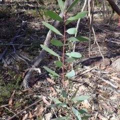 Persoonia glaucescens (Mittagong Geebung) at suppressed - 24 Sep 2023 by plants