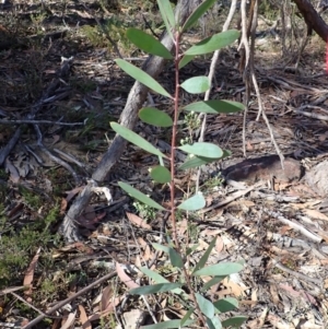 Persoonia glaucescens (Mittagong Geebung) at suppressed by plants