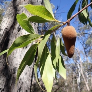 Xylomelum pyriforme at Woodlands, NSW - 25 Sep 2023 09:17 AM