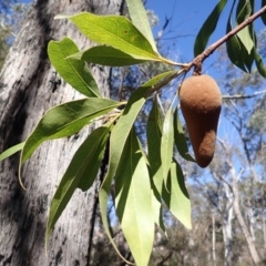 Xylomelum pyriforme (Woody Pear) at Woodlands, NSW - 24 Sep 2023 by plants