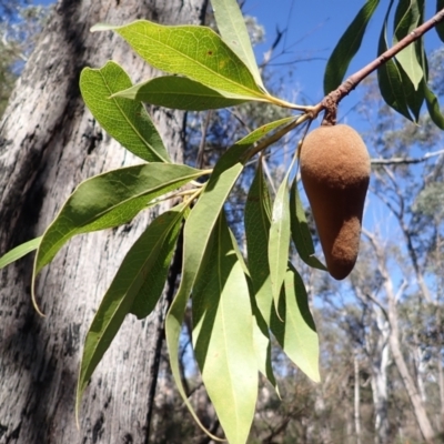 Xylomelum pyriforme (Woody Pear) at Wingecarribee Local Government Area - 24 Sep 2023 by plants
