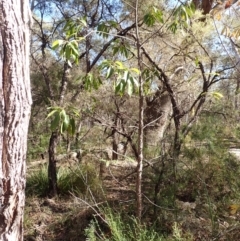 Xylomelum pyriforme at Woodlands, NSW - 25 Sep 2023 09:17 AM