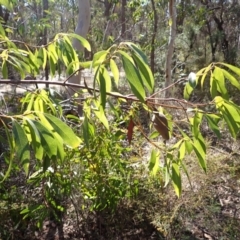 Xylomelum pyriforme at Woodlands, NSW - 25 Sep 2023