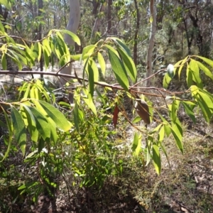 Xylomelum pyriforme at Woodlands, NSW - 25 Sep 2023