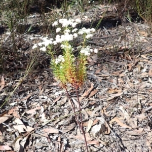 Poranthera corymbosa at Woodlands, NSW - 25 Sep 2023