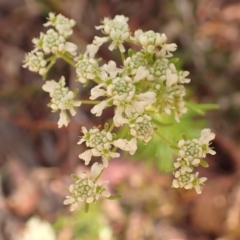 Poranthera corymbosa at Woodlands, NSW - 25 Sep 2023