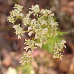 Poranthera corymbosa at Woodlands, NSW - 25 Sep 2023