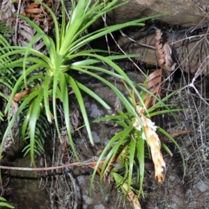 Dracophyllum secundum at Woodlands, NSW by plants