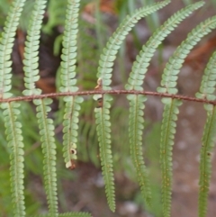 Gleichenia microphylla (Scrambling Coral Fern) at Woodlands, NSW - 25 Sep 2023 by plants