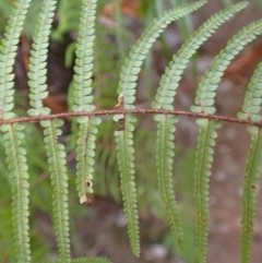 Gleichenia microphylla (Scrambling Coral Fern) at Woodlands - 24 Sep 2023 by plants