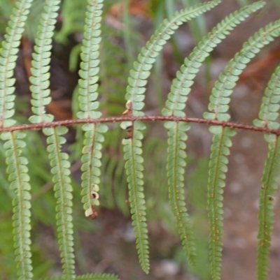 Gleichenia microphylla (Scrambling Coral Fern) at Wingecarribee Local Government Area - 24 Sep 2023 by plants