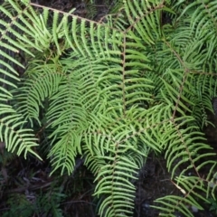 Gleichenia microphylla at Woodlands, NSW - 25 Sep 2023