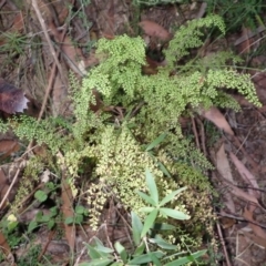Lindsaea microphylla (Lacy Wedge-fern) at Woodlands, NSW - 24 Sep 2023 by plants
