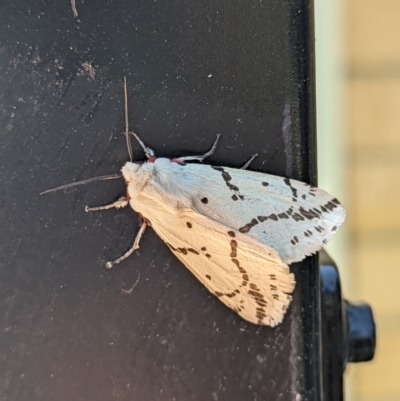Ardices canescens (Dark-spotted Tiger Moth) at Holder, ACT - 2 Oct 2023 by Miranda
