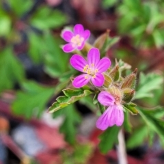 Geranium robertianum (Herb Robert) at Lyneham Wetland - 25 Sep 2023 by trevorpreston