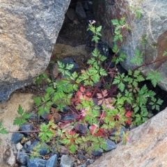 Geranium robertianum at Lyneham, ACT - 26 Sep 2023