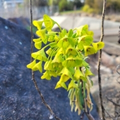 Euphorbia characias (Mediterranean Spurge) at City Renewal Authority Area - 25 Sep 2023 by trevorpreston