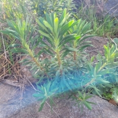 Euphorbia characias at Lyneham, ACT - 26 Sep 2023