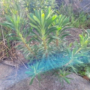 Euphorbia characias at Lyneham, ACT - 26 Sep 2023