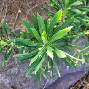 Euphorbia characias at Lyneham, ACT - 26 Sep 2023