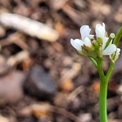 Cardamine hirsuta (Common Bittercress, Hairy Woodcress) at Lyneham, ACT - 25 Sep 2023 by trevorpreston