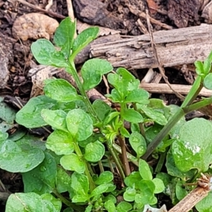 Cardamine hirsuta at Lyneham, ACT - 26 Sep 2023