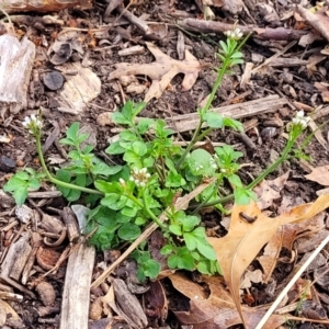 Cardamine hirsuta at Lyneham, ACT - 26 Sep 2023