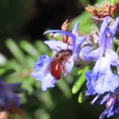 Exoneura sp. (genus) (A reed bee) at QPRC LGA - 24 Sep 2023 by MatthewFrawley