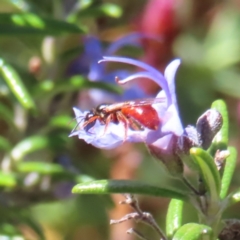 Exoneura sp. (genus) at Braidwood, NSW - 24 Sep 2023