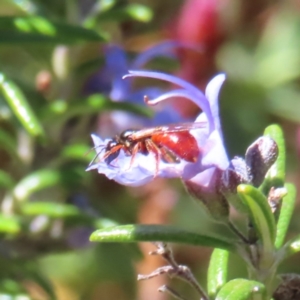 Exoneura sp. (genus) at Braidwood, NSW - 24 Sep 2023