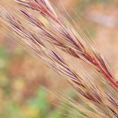Vulpia (genus) (A Squirreltail Fescue) at Lyneham, ACT - 26 Sep 2023 by trevorpreston