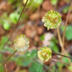 Cotula australis (Common Cotula, Carrot Weed) at Lyneham, ACT - 25 Sep 2023 by trevorpreston