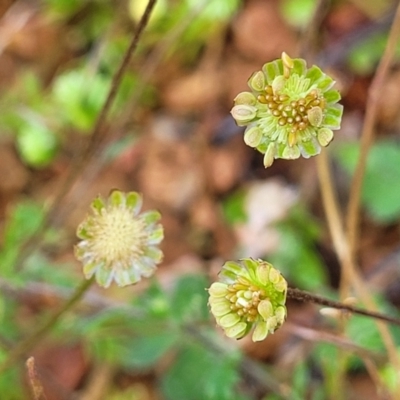 Cotula australis (Common Cotula, Carrot Weed) at Lyneham, ACT - 26 Sep 2023 by trevorpreston