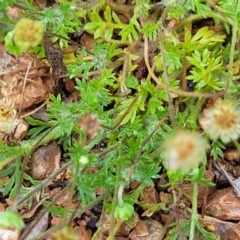 Cotula australis at Lyneham, ACT - 26 Sep 2023 07:57 AM