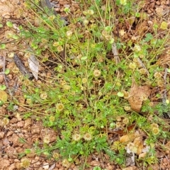 Cotula australis at Lyneham, ACT - 26 Sep 2023 07:57 AM