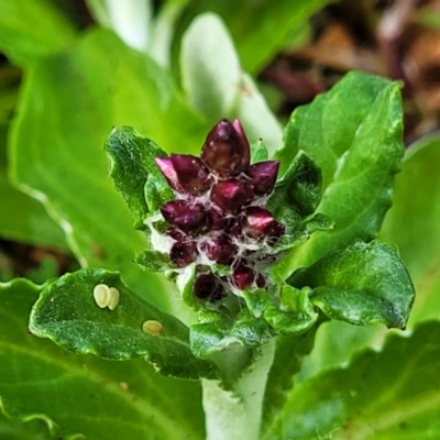 Gamochaeta sp. (Cudweed) at Lyneham, ACT - 25 Sep 2023 by trevorpreston