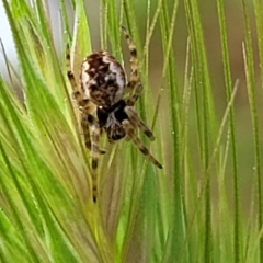 Araneus hamiltoni (Hamilton's Orb Weaver) at Sullivans Creek, Lyneham South - 25 Sep 2023 by trevorpreston